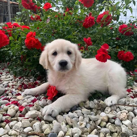 A La Campagne, Piscine Classe Trois-etoiles N2 度假居