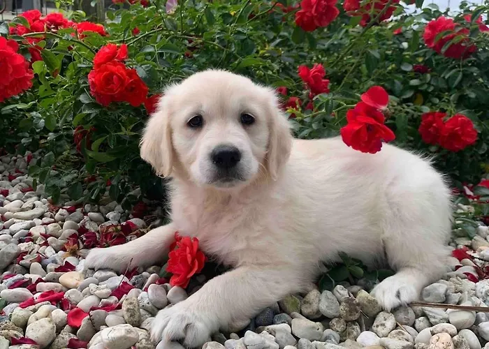 A La Campagne, Piscine Classe Trois-etoiles N2 Feriehus